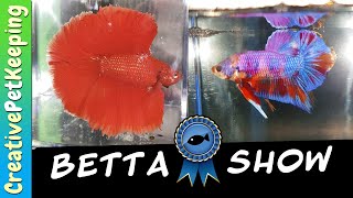 BETTA FISH COMPETITION amp NEW SHOW BETTA 🐟❤ [upl. by Vivyan]