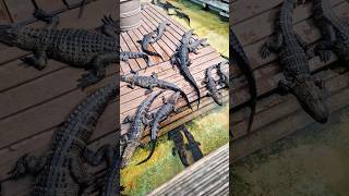 Alligators IN FLORIDA florida alligator alligators alligatormoononetravel [upl. by Nyrahtak]