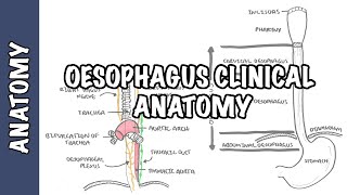 The Oesophagus Esophagus  Clinical Anatomy [upl. by Tabbi482]