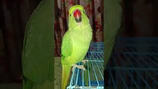 Cute parrot screaming l loud voice l realvoice parrot cuteparrot [upl. by Aicen]