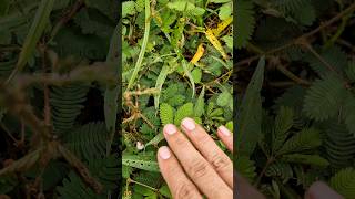 The Mimosa pudica folds its leaves when touched mimosa plants [upl. by Honeyman869]