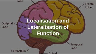 Localisation and Lateralisation of the Brain [upl. by Ellenoj559]