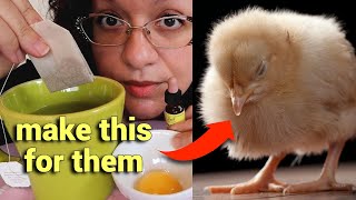 How to Keep a Sick Chick ALIVE and hopefully go on to thrive 🐥❤️ [upl. by Goulder]