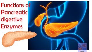 Pancreatic digestive enzymes amp their functionsMedicine basics simplified [upl. by Llatsyrk]