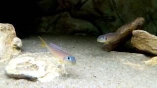 Xenotilapia flavipinnis quotred royalquot Kekese [upl. by Silin]