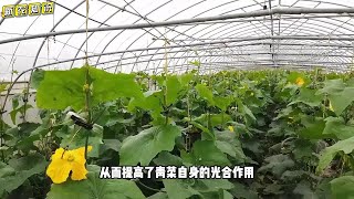 小苏打喷在蔬菜叶面上，几乎不花钱，防虫增产又提质！ [upl. by Melnick]