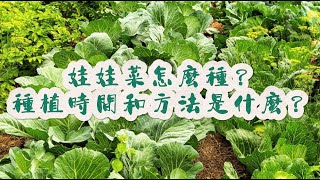 娃娃菜怎麼種？娃娃菜的種植時間和方法是什麼？ [upl. by Rhine]