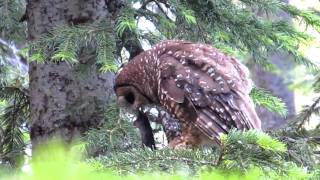 Northern Spotted Owl eating a mouse [upl. by Lewellen]