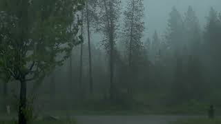 Bellissimo e furioso temporale e pioggia in mezzo al bosco  pioggia rilassante  ASMR  rain [upl. by Einahpets]