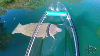 Clear Kayaking in the Crystal Clear Water With Manatees [upl. by Jacky]