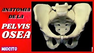 ♐ Pelvis Osea  ANATOMÍA HUMANA 🎓 [upl. by Trinee7]