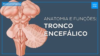 Tronco encefálico Anatomia e funções  Neuroanatomia Fácil  Kenhub [upl. by Sackville286]