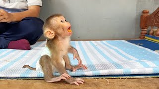 Baby Monkey Tori Got A Piece Orange Sit Chewing Alone Very Delicious [upl. by Herson]