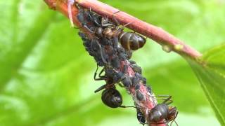 Ants Farming Aphids [upl. by Anialed]