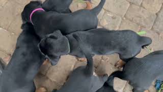 8 Week Old XXL Rottweiler Puppies [upl. by Ybloc]