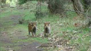 Wild boar with piglets Forest of Dean [upl. by Lorilee]