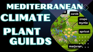 Permaculture Food Forest Tree Guilds in Mediterranean Climate [upl. by Cornelius82]