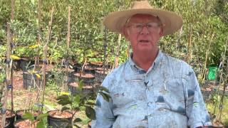 How to Grow Persimmon Trees [upl. by Trisa]