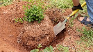 Collecting Pyracantha for exposed root bonsai style [upl. by Burbank]