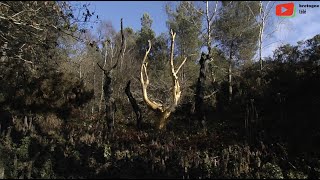 PAIMPONT  LArbre dOr de Brocéliande  Bretagne Télé [upl. by Hazen]