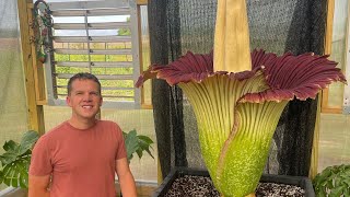 Amorphophallus titanum “Lupin” blooms in South Carolina June 2024 [upl. by Htial]