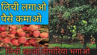 लीची के खेती  litchi or lychee farming in India [upl. by Swain]