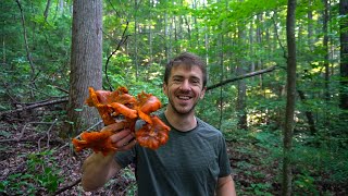 This Poison Mushroom Glows in the Dark JackOLantern mushroom identification and Chanterelles [upl. by Ellezig]