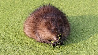 Muskrat eating Duckweed [upl. by Norvan]