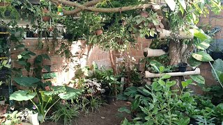 ATUALIZAÇÃO DAS PLANTAS DO JARDIM E COMPREI UMA PEPEROMIA SCANDENS [upl. by Myrlene]