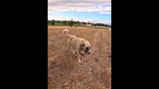 Turkish Kangal Dog Vs Wolf Fight shorts [upl. by Noffets]