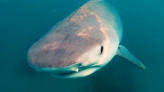 YBS Lifestyle Ep 23  TIGER SHARKS FEED ON WHALE CARCASS [upl. by Haldes]