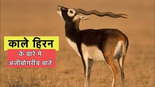 काला हिरन के बारे में 17 रोचक तथ्य  Interesting facts about blackbuck in Hindi [upl. by Ambrosio]