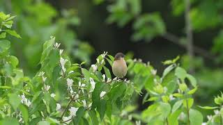 东亚石䳭 Amur Stonechat [upl. by Cyrano]