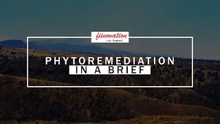 PHYTOREMEDIATION  IN A BRIEF [upl. by Anaihs]