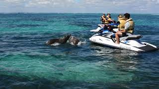 Sea Lions at Carnac Island  Jet Ski Tours Perth [upl. by Madonna878]