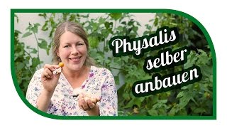 Physalis erfolgreich im Garten anbauen 🍑 Von der Aussaat bis zu Ernte [upl. by Giuliana]