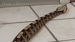 Gaboon Viper Rectilinear Locomotion [upl. by Komsa]