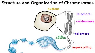 Chromosome Structure and Organization [upl. by Fessuoy]