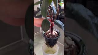 Rubber Plant in Clay Pebbles thegreenearth rubberplant gardening [upl. by Yarak]