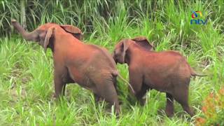 Elephants from Aberdares forest raid forests in Kanyenyaini village [upl. by Season902]