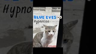 Blue Eyes Hypnotise Teri 👀 shorts blueeyes trending vlog viralvideo [upl. by Llevel]