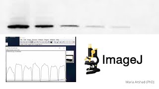 ImageJ tutorial Western Blot protein Bands Quantitative Analysis for Beginners Part 1 [upl. by Shelah]