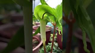 Arisaema filiforme in bloom ArisaemaFiliforme javaniskaelflora [upl. by Curren691]