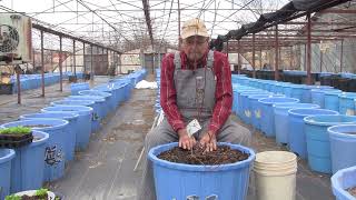 Growing Fruit Trees In Container Pots Ep 151 [upl. by Langan]