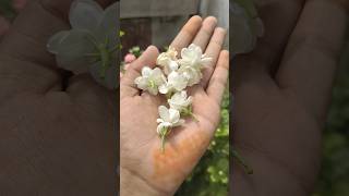 🚫quotUltimate✅ Guide🔥 to Mogra Plant Care Tips for Thriving Jasminequotorganicgardening [upl. by Leschen]