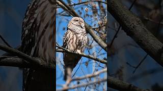 Barred Owl Sound [upl. by Maryanne]