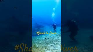 shark to diver nature shark sharkdiving [upl. by Nal]