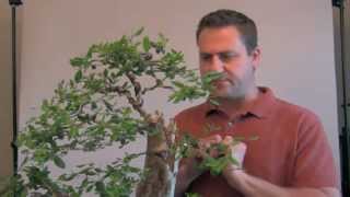 How To Bonsai  Controlling New Growth [upl. by Fanchan]