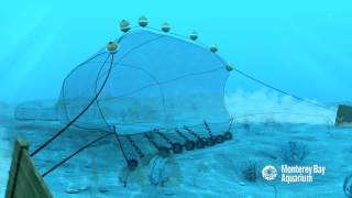 How Seafood is Caught Bottom Trawling [upl. by Neurath]