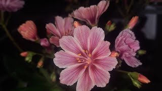 How to grow Lewisia  Bitterroot Lewisia cotyledon [upl. by Kcerb]